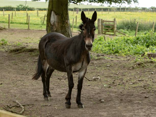 27,474 Mule Animal Stock Photos, Pictures & Royalty-Free Images - iStock 27,474 Mule Animal Stock Photos, Pictures & Royalty-Free Images - iStock