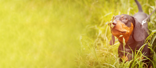 portrait of a cute dachshund dog in a field of dandelions. banner