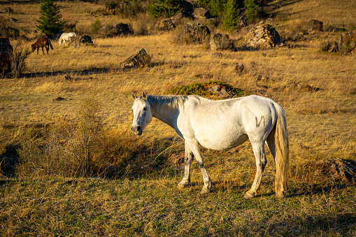 Grazing horses on roadside fields in Mountain Altai, Russia. High quality photo
