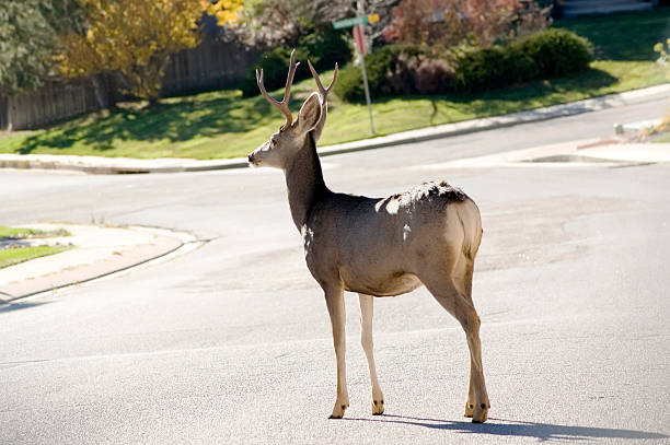 buck в road - deer road road intersection suburb стоковые фото и изображения