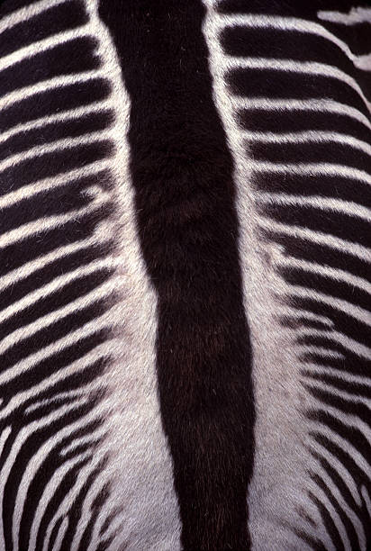 Casaco animais-Zebra Stripes de mais, uma olhada mais de perto - foto de acervo