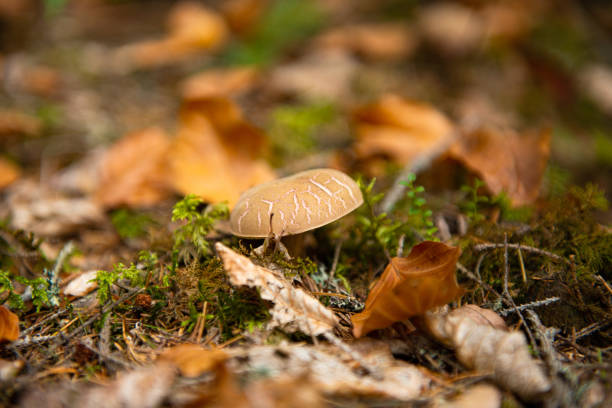 edible mushrooms growing in the autumn forest