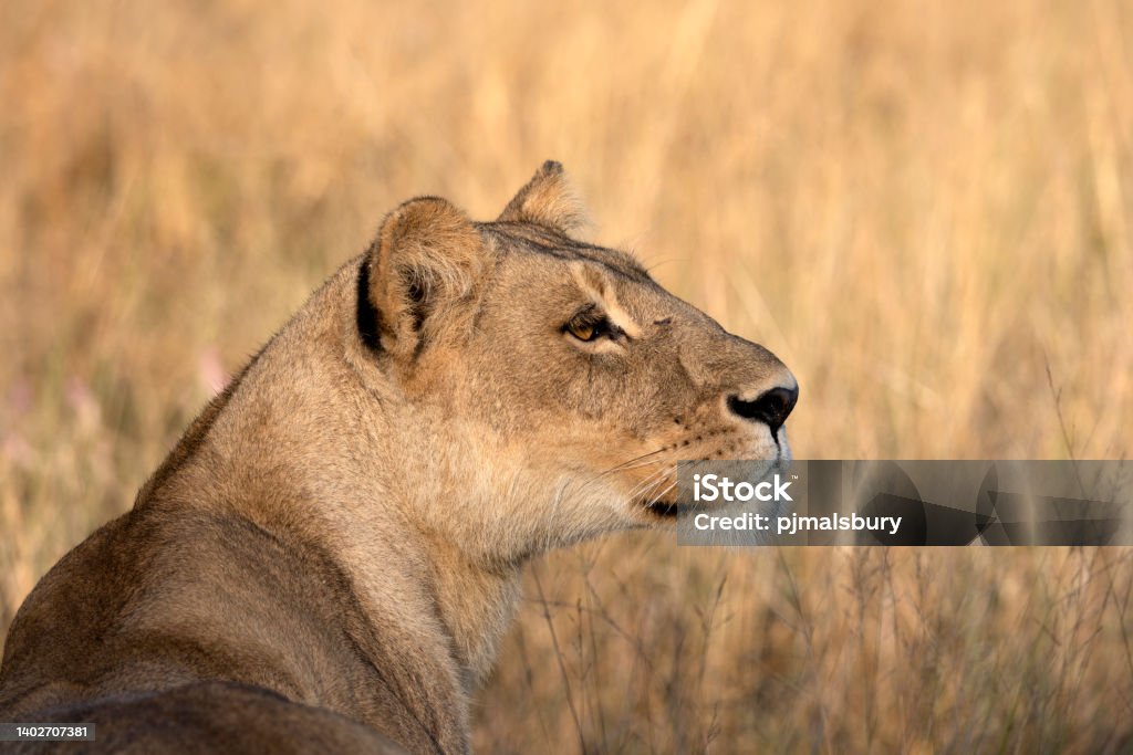 Majestic Lioness Taken in the Okavango Delta, Botswana, May 2022 Lioness - Feline Stock Photo
