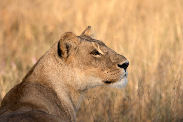 Majestic Lioness stock photo