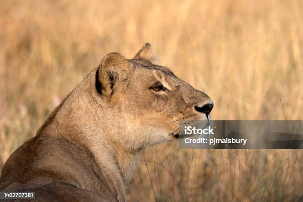 Majestic Lioness Stock Photo - Download Image Now - Lioness - Feline, Animal Head, Photography