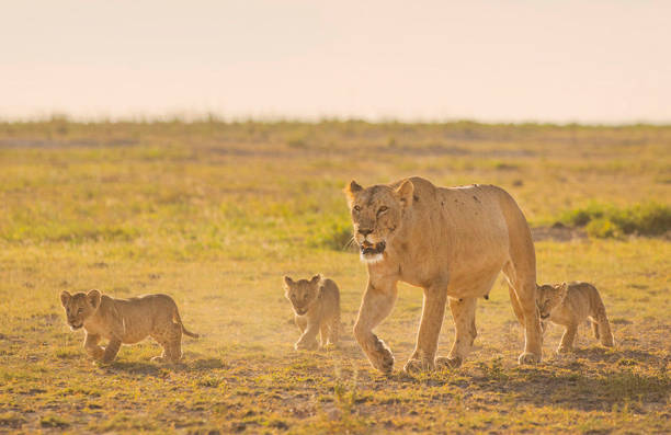 Magical Wildlife places in  Nxai Pan,Botswana