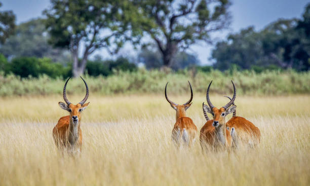 istock Magical Wildlife places in  Nxai Pan,Botswana 1402707559