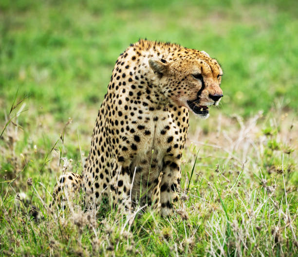 Magical Wildlife places in  Nxai Pan,Botswana