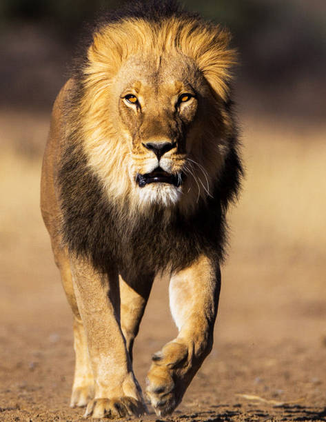 istock Magical Wildlife places in  Nxai Pan,Botswana 1402707593