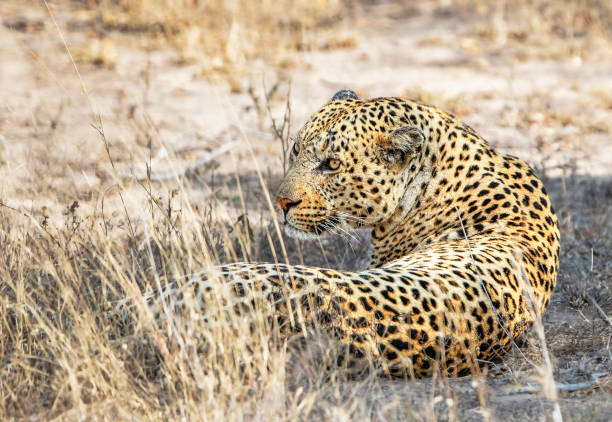 Magical Wildlife places in  Nxai Pan,Botswana