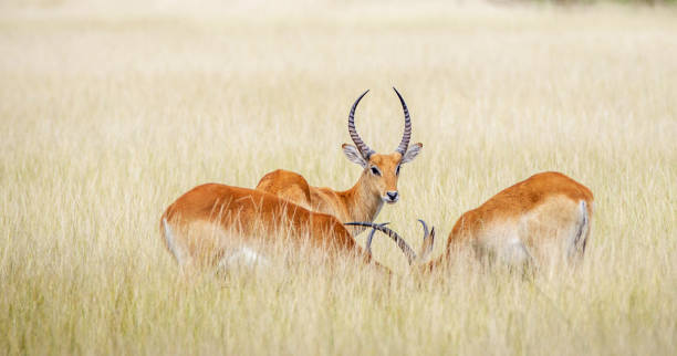 Magical Wildlife places in  Nxai Pan,Botswana