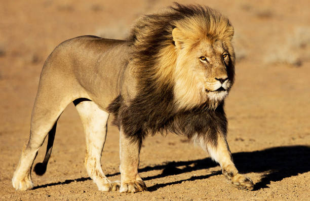 Magical Wildlife places in  Nxai Pan,Botswana