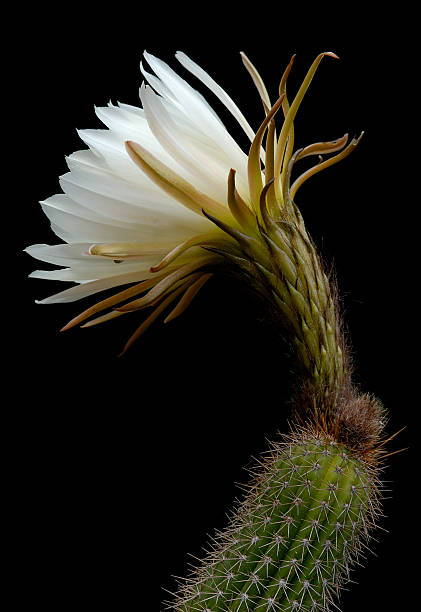 cato trichocereus spachianus-bloom - flower desert single flower cactus imagens e fotografias de stock