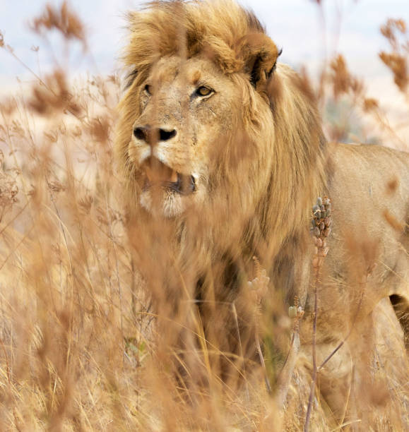 istock Magical Wildlife places in  Nxai Pan,Botswana 1402707661