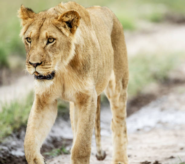 Magical Wildlife places in  Nxai Pan,Botswana