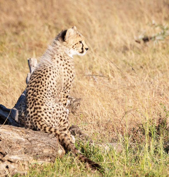 Magical Wildlife places in  Nxai Pan,Botswana