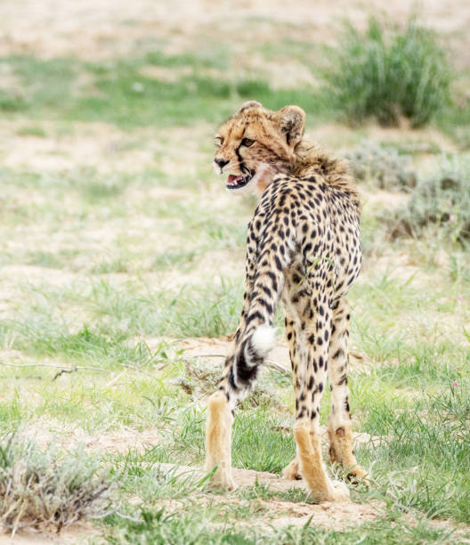 Magical Wildlife places in  Nxai Pan,Botswana