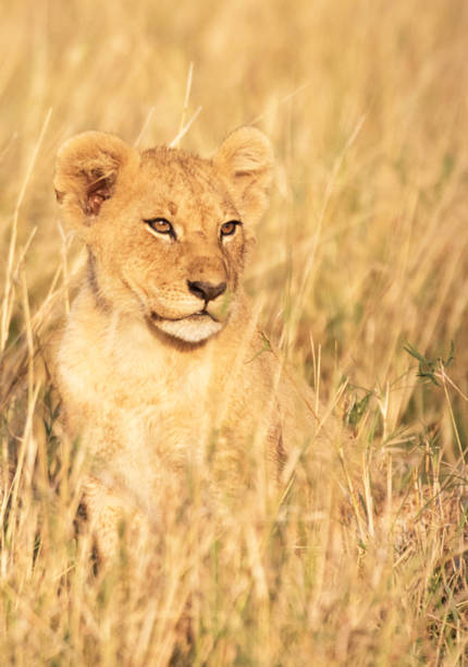 Magical Wildlife places in  Nxai Pan,Botswana