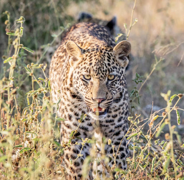 Magical Wildlife places in  Nxai Pan,Botswana