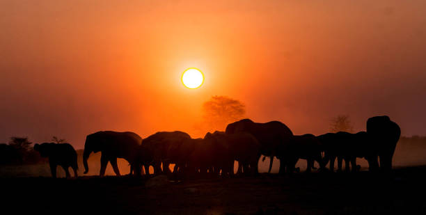 Magical Wildlife places in  Nxai Pan,Botswana
