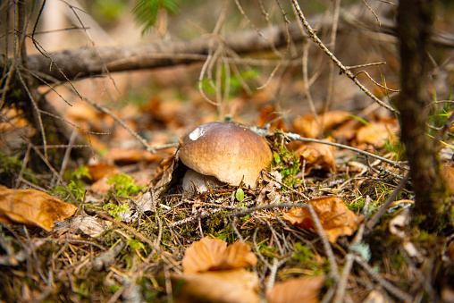 edible mushrooms growing in the autumn forest