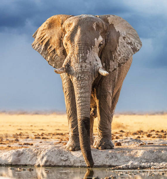 Magical Wildlife places in  Nxai Pan,Botswana