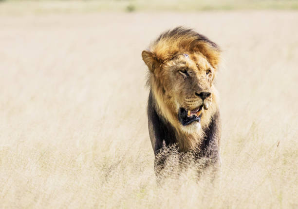 Magical Wildlife places in  Nxai Pan,Botswana