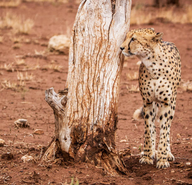 Magical Wildlife places in  Nxai Pan,Botswana