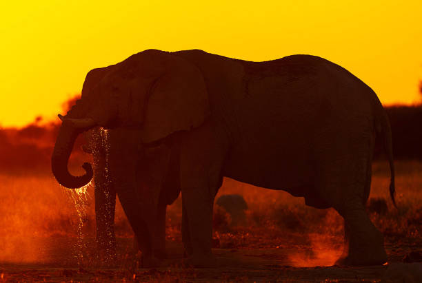 Magical Wildlife places in  Nxai Pan,Botswana