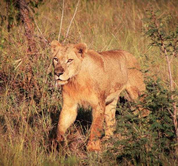 Magical Wildlife places in  Nxai Pan,Botswana