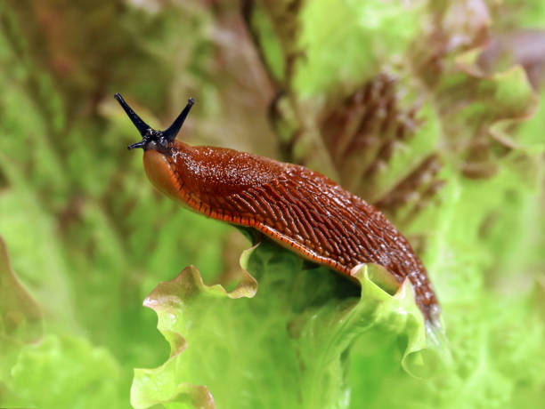 spanische schnecke, arion vulgaris, im garten auf einem salatblatt, schneckenpest im gemüsebeet, der feind eines jeden hobbygärtners - weinbergschnecke stock-fotos und bilder