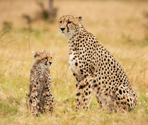 istock Magical Wildlife places in  Nxai Pan,Botswana 1402708254