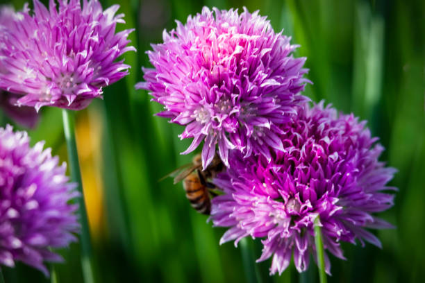 Chives in my garden just beginning to flower. Selective focus centers on the beautiful blooming purple chives. A small Honey Bee is busy pollinating the flowers.
