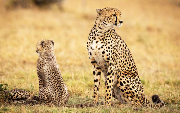 Magical Wildlife places in  Nxai Pan,Botswana