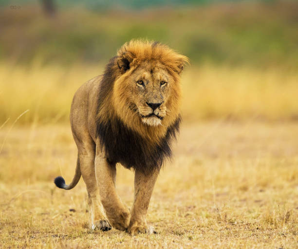 Magical Wildlife places in  Nxai Pan,Botswana