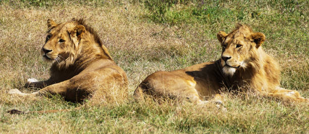 istock Magical Wildlife places in  Nxai Pan,Botswana 1402708812
