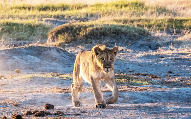 Magical Wildlife places in  Nxai Pan,Botswana