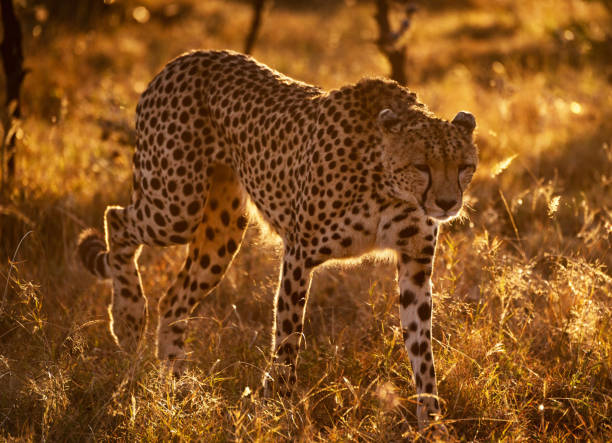 istock Magical Wildlife places in  Nxai Pan,Botswana 1402708978