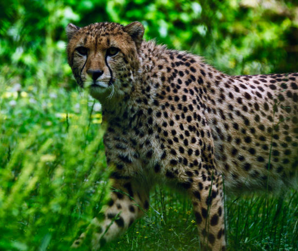 Magical Wildlife places in  Nxai Pan,Botswana
