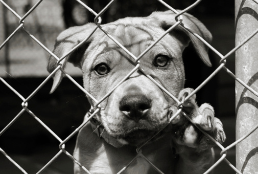 Homeless animal series. Sad eyes of a pup peering through the wires of an animal shelter cage, paw holding the wires. Shallow depth of field. more homeless animals