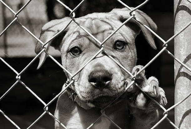 Pup in a cage stock photo