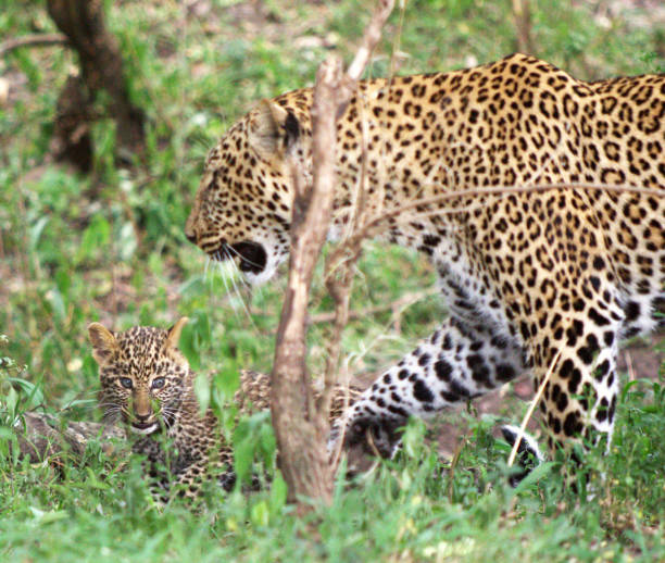 Magical Wildlife places in  Nxai Pan,Botswana