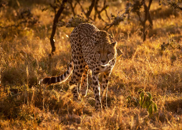 Magical Wildlife places in  Nxai Pan,Botswana
