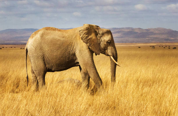 Magical Wildlife places in  Nxai Pan,Botswana