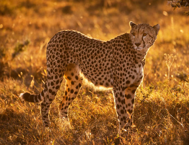 istock Magical Wildlife places in  Nxai Pan,Botswana 1402709186