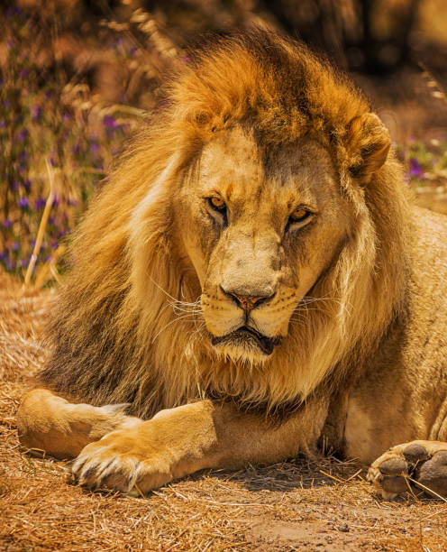 Magical Wildlife places in  Nxai Pan,Botswana