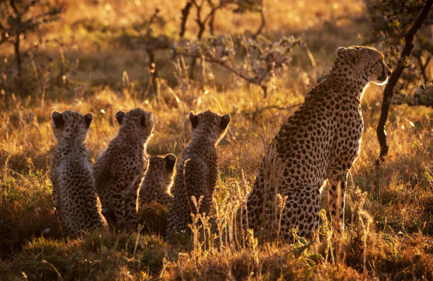 Magical Wildlife places in  Nxai Pan,Botswana