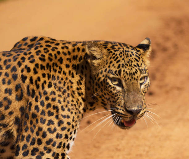 Magical Wildlife places in  Nxai Pan,Botswana