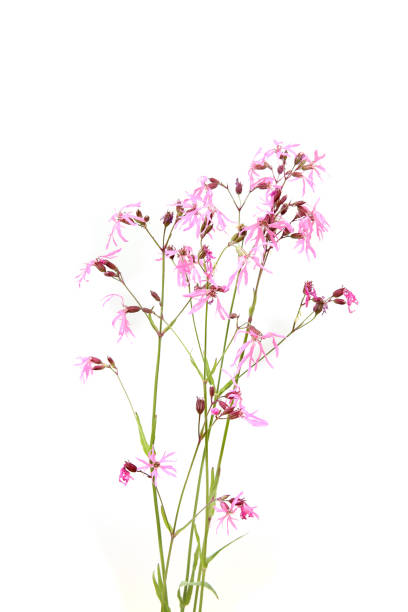 istock Wild meadow flower pink Cornflower isolated white background. 1402709260