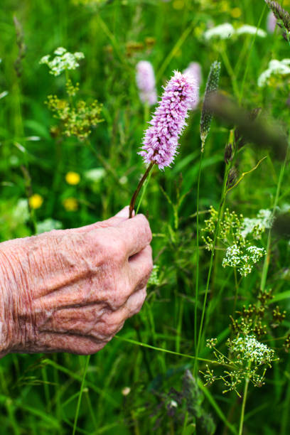 istock olld womans hand holding a wildflower 1402709758